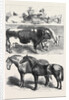 Prize Animals at the Royal Agricultural Society's Show at Leeds July 27 1861 by Anonymous