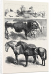 Prize Animals at the Royal Agricultural Society's Show at Leeds July 27 1861 by Anonymous