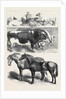 Prize Animals at the Royal Agricultural Society's Show at Leeds July 27 1861 by Anonymous