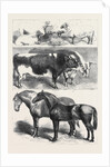 Prize Animals at the Royal Agricultural Society's Show at Leeds July 27 1861 by Anonymous