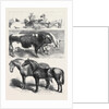 Prize Animals at the Royal Agricultural Society's Show at Leeds July 27 1861 by Anonymous