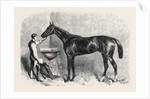 The Goodwood Races Starke the Winner of the Goodwood Cup August 10 1861 by Anonymous