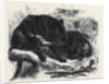 The Ursine Dasyure or Tasmanian Devil (Dasyurus Ursinus) by Anonymous