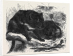 The Ursine Dasyure or Tasmanian Devil (Dasyurus Ursinus) by Anonymous