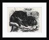 The Ursine Dasyure or Tasmanian Devil (Dasyurus Ursinus) by Anonymous