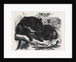 The Ursine Dasyure or Tasmanian Devil (Dasyurus Ursinus) by Anonymous