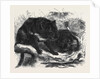 The Ursine Dasyure or Tasmanian Devil (Dasyurus Ursinus) by Anonymous