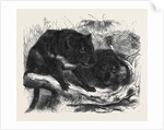 The Ursine Dasyure or Tasmanian Devil (Dasyurus Ursinus) by Anonymous