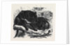 The Ursine Dasyure or Tasmanian Devil (Dasyurus Ursinus) by Anonymous