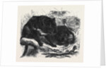 The Ursine Dasyure or Tasmanian Devil (Dasyurus Ursinus) by Anonymous