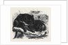 The Ursine Dasyure or Tasmanian Devil (Dasyurus Ursinus) by Anonymous