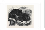 The Ursine Dasyure or Tasmanian Devil (Dasyurus Ursinus) by Anonymous