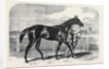 Caller Ou the Winner of the St. Leger by Anonymous
