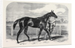 Caller Ou the Winner of the St. Leger by Anonymous