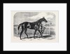 Caller Ou the Winner of the St. Leger by Anonymous