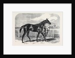 Caller Ou the Winner of the St. Leger by Anonymous
