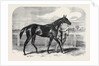 Caller Ou the Winner of the St. Leger by Anonymous