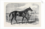 Caller Ou the Winner of the St. Leger by Anonymous