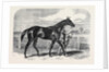 Caller Ou the Winner of the St. Leger by Anonymous