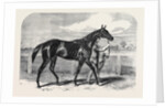 Caller Ou the Winner of the St. Leger by Anonymous