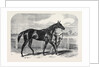 Caller Ou the Winner of the St. Leger by Anonymous