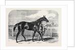 Caller Ou the Winner of the St. Leger by Anonymous