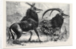 Sable Antelope from Southern Africa Recently Added to the Zoological Society's Gardens Regent's Park by Anonymous