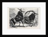 Sable Antelope from Southern Africa Recently Added to the Zoological Society's Gardens Regent's Park by Anonymous