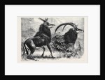 Sable Antelope from Southern Africa Recently Added to the Zoological Society's Gardens Regent's Park by Anonymous