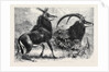 Sable Antelope from Southern Africa Recently Added to the Zoological Society's Gardens Regent's Park by Anonymous