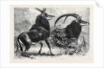 Sable Antelope from Southern Africa Recently Added to the Zoological Society's Gardens Regent's Park by Anonymous