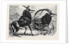 Sable Antelope from Southern Africa Recently Added to the Zoological Society's Gardens Regent's Park by Anonymous
