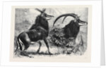 Sable Antelope from Southern Africa Recently Added to the Zoological Society's Gardens Regent's Park by Anonymous