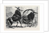 Sable Antelope from Southern Africa Recently Added to the Zoological Society's Gardens Regent's Park by Anonymous