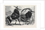 Sable Antelope from Southern Africa Recently Added to the Zoological Society's Gardens Regent's Park by Anonymous