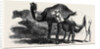 Buffaloes and Camels from the Royal Domain of San Bossore Animals at the Florence Exhibition by Anonymous