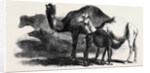 Buffaloes and Camels from the Royal Domain of San Bossore Animals at the Florence Exhibition by Anonymous