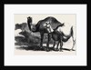 Buffaloes and Camels from the Royal Domain of San Bossore Animals at the Florence Exhibition by Anonymous