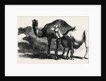 Buffaloes and Camels from the Royal Domain of San Bossore Animals at the Florence Exhibition by Anonymous