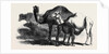 Buffaloes and Camels from the Royal Domain of San Bossore Animals at the Florence Exhibition by Anonymous