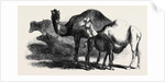 Buffaloes and Camels from the Royal Domain of San Bossore Animals at the Florence Exhibition by Anonymous