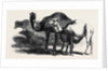 Buffaloes and Camels from the Royal Domain of San Bossore Animals at the Florence Exhibition by Anonymous