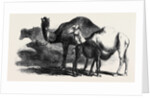 Buffaloes and Camels from the Royal Domain of San Bossore Animals at the Florence Exhibition by Anonymous