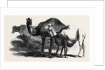 Buffaloes and Camels from the Royal Domain of San Bossore Animals at the Florence Exhibition by Anonymous
