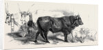 Pair of Oxen from the Royal Domain of the Val Di Chiana by Anonymous