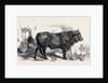 Pair of Oxen from the Royal Domain of the Val Di Chiana by Anonymous