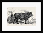 Pair of Oxen from the Royal Domain of the Val Di Chiana by Anonymous