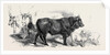 Pair of Oxen from the Royal Domain of the Val Di Chiana by Anonymous