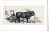 Pair of Oxen from the Royal Domain of the Val Di Chiana by Anonymous