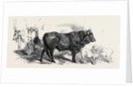 Pair of Oxen from the Royal Domain of the Val Di Chiana by Anonymous